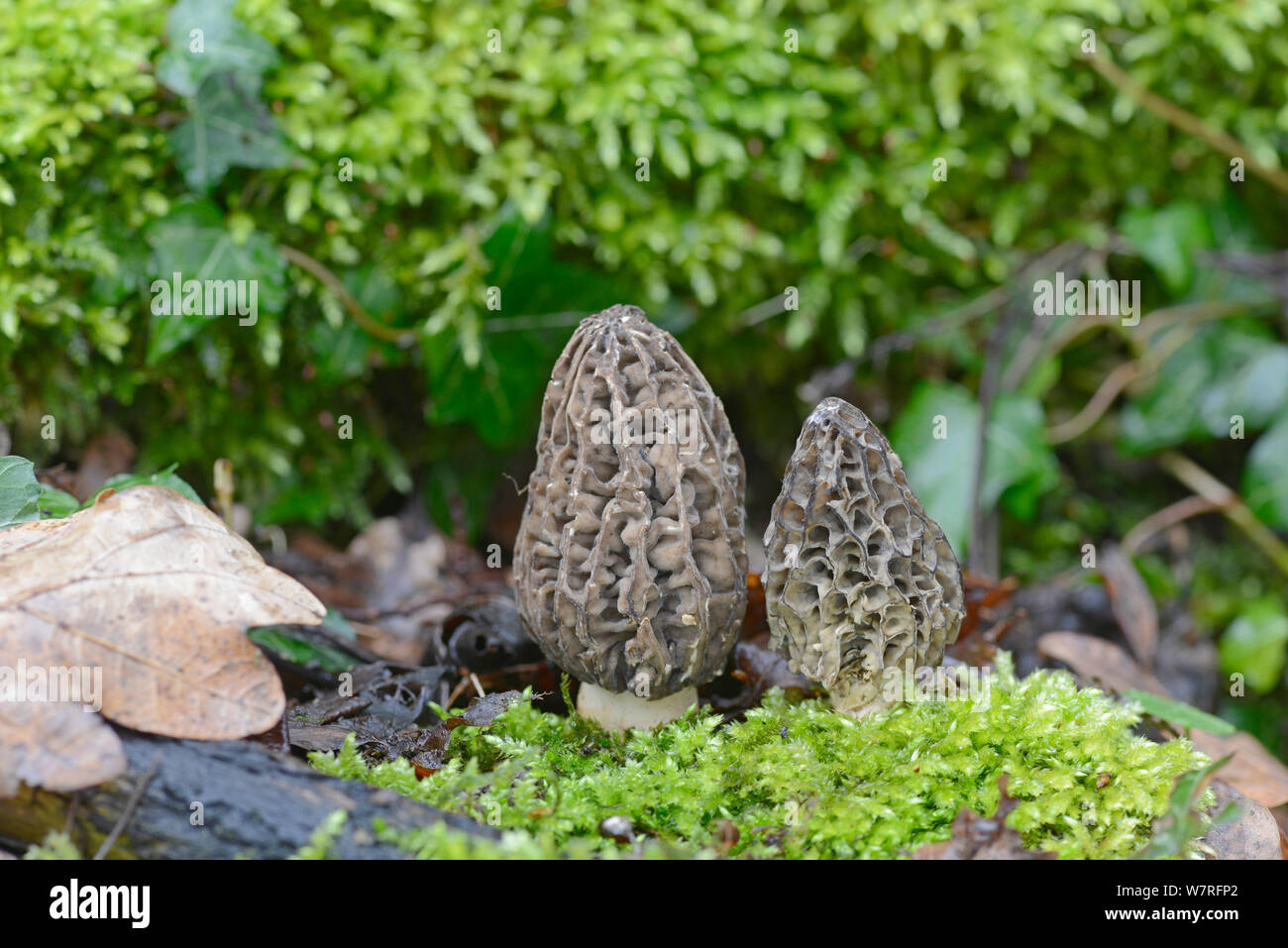 Morel Fungus (Morchella esculenta) cultivated, UK Stock Photo