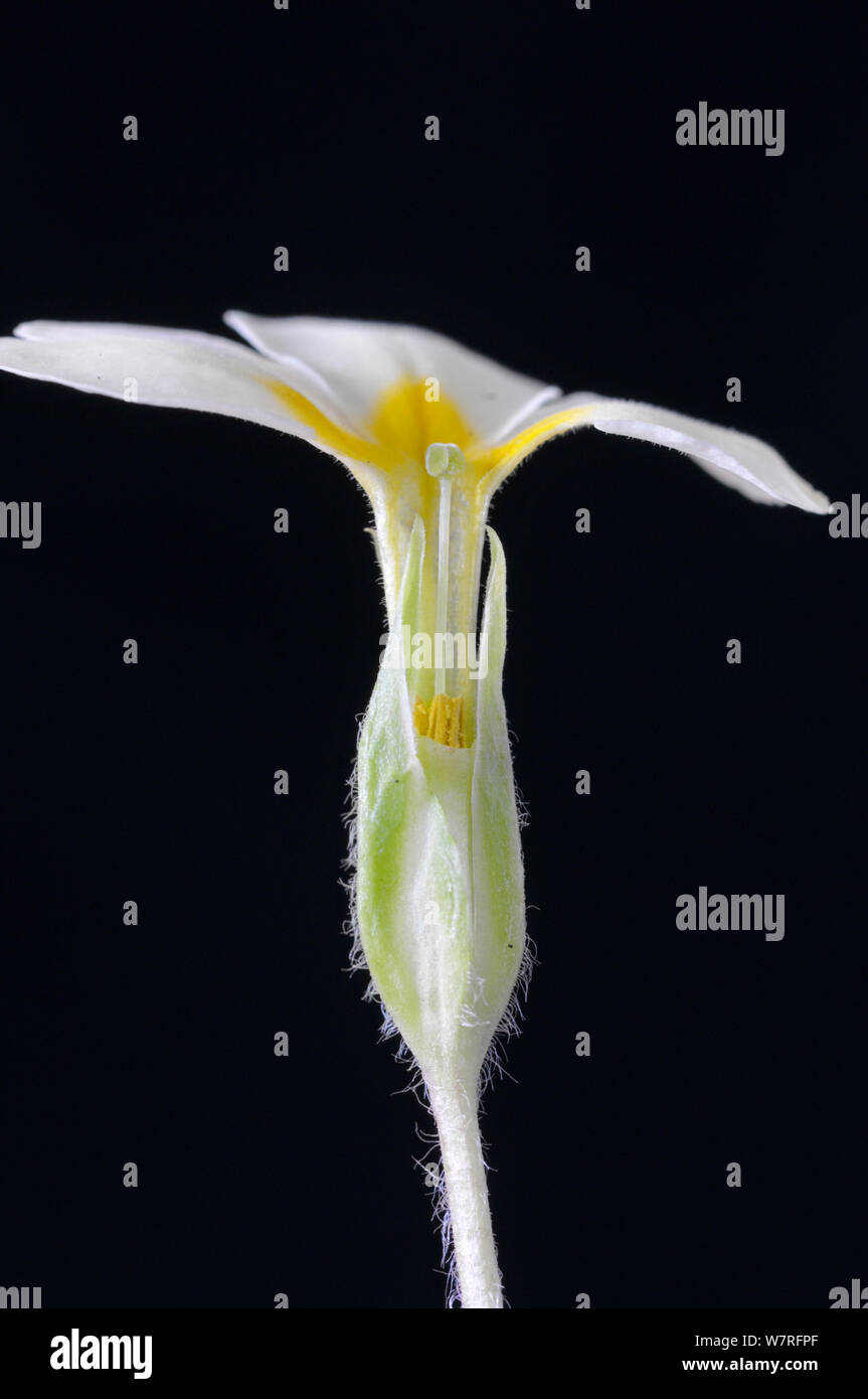 Primrose (Primula vulgaris) pin eyed specimen with protruding stigma, as opposed to protruding stamens (known as thrum eyed) Stock Photo