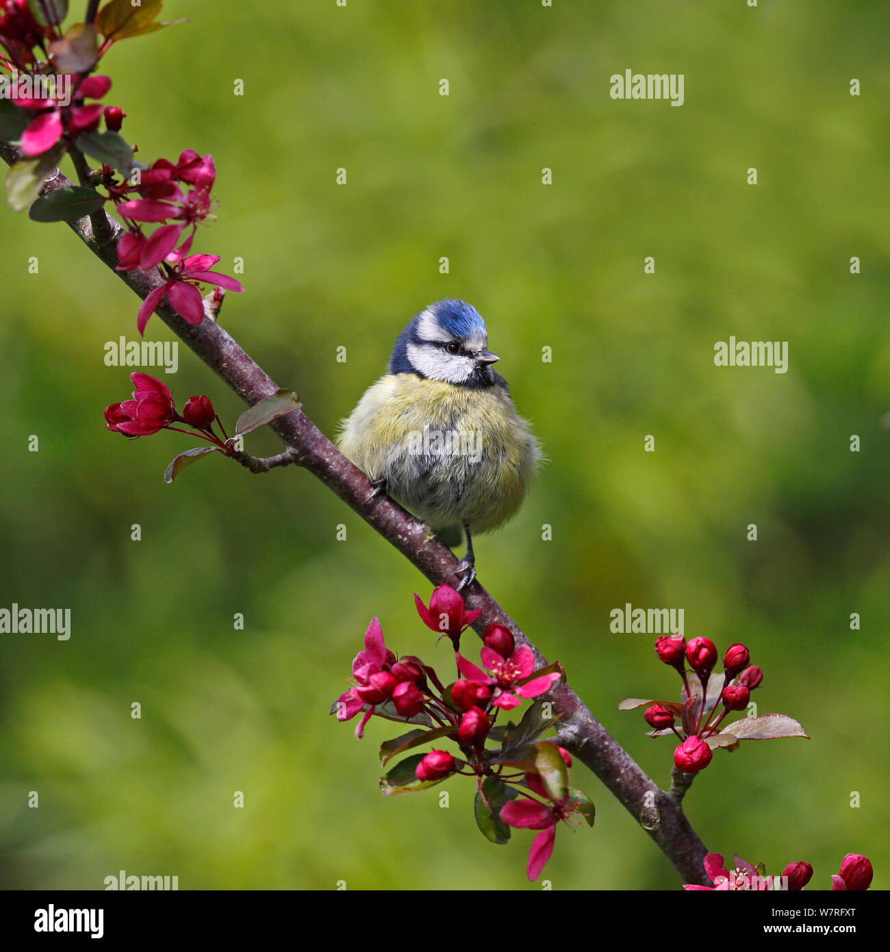 Blue Tit (Parus/Cyanistes caeruleus) perched in tree with blossom in garden, Cheshire, UK, May. Stock Photo
