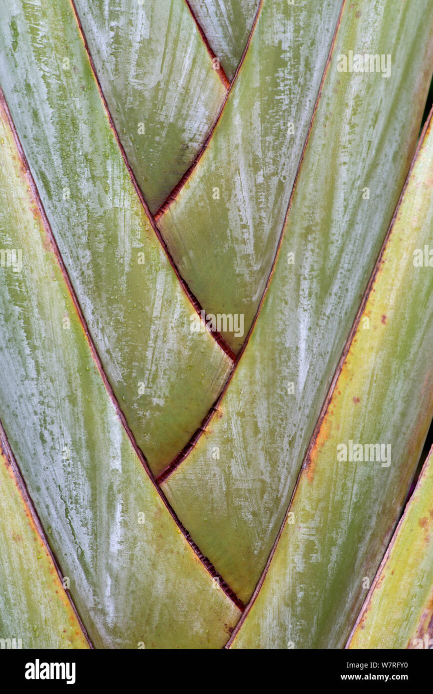 Travellers Tree (Ravenala madagascariensis) close-up of the leaves ...
