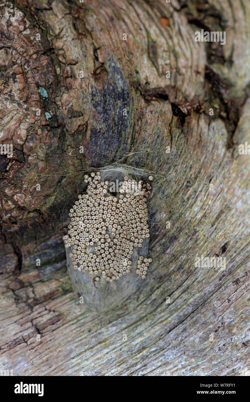 Vapourer Moth (Orgyia antiqua) cocoon, with eggs laid on outside. Surrey, April. Stock Photo