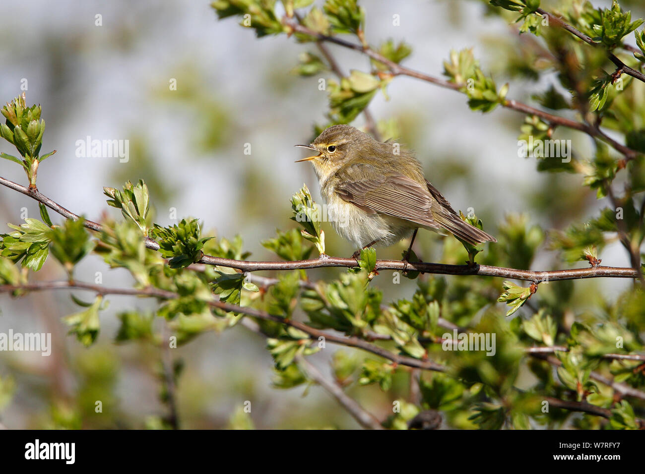 Chiffchaff (Phylloscopus collybita) singing in Hawthorn hedge, Cheshire, UK, April. Stock Photo