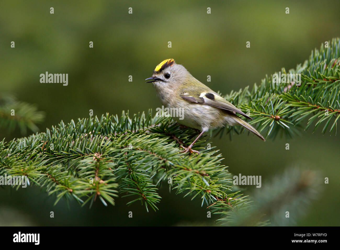 Goldcrest (Regulus regulus) perched singing in conifer forest, North Wales, UK, May. Stock Photo