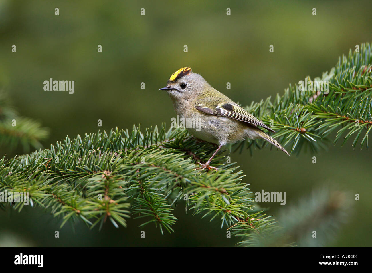 Goldcrest (Regulus regulus) perched in conifer forest, North Wales, UK, May. Stock Photo