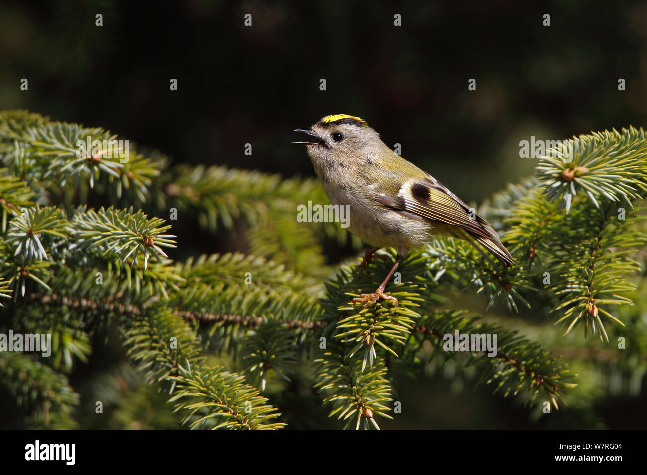 Goldcrest (Regulus regulus) singing in conifer forest, North Wales, UK, May. Stock Photo