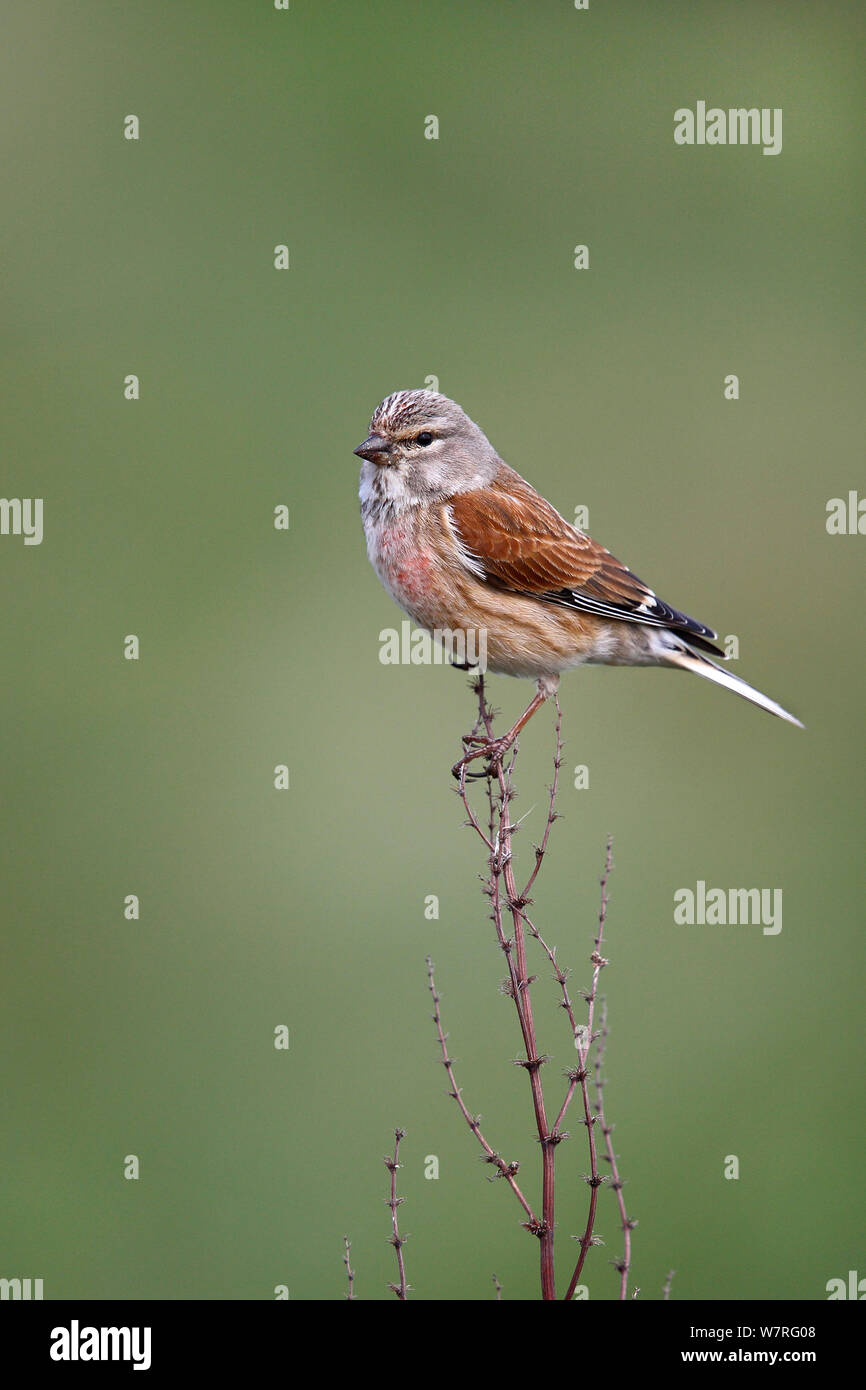 Linnet (Carduelis cannabina) male perched in field, Wirral, Merseyside, UK, May. Stock Photo