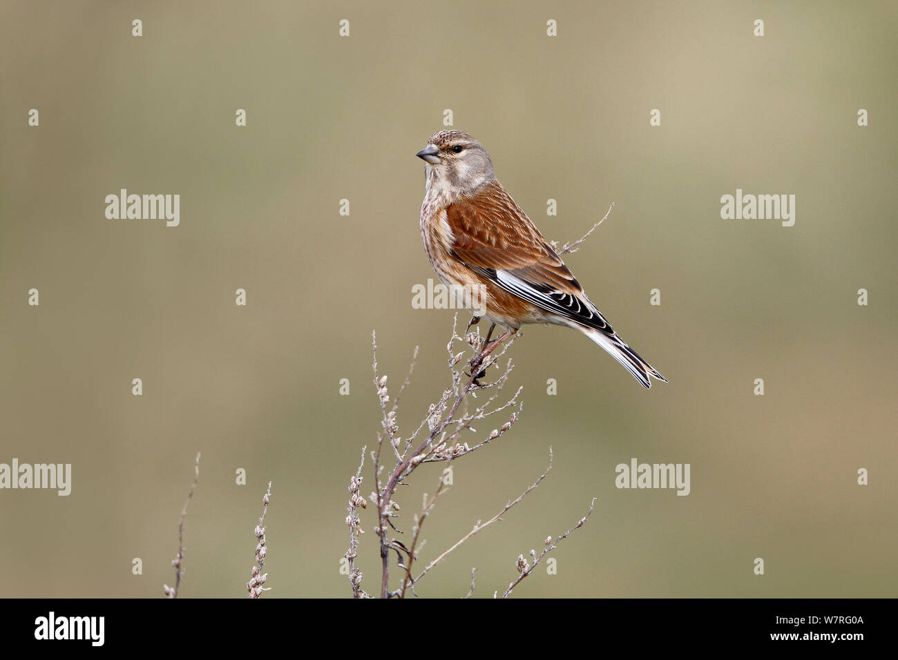 Linnet (Carduelis cannabina) male perched in field, Wirral, Merseyside, UK, April. Stock Photo