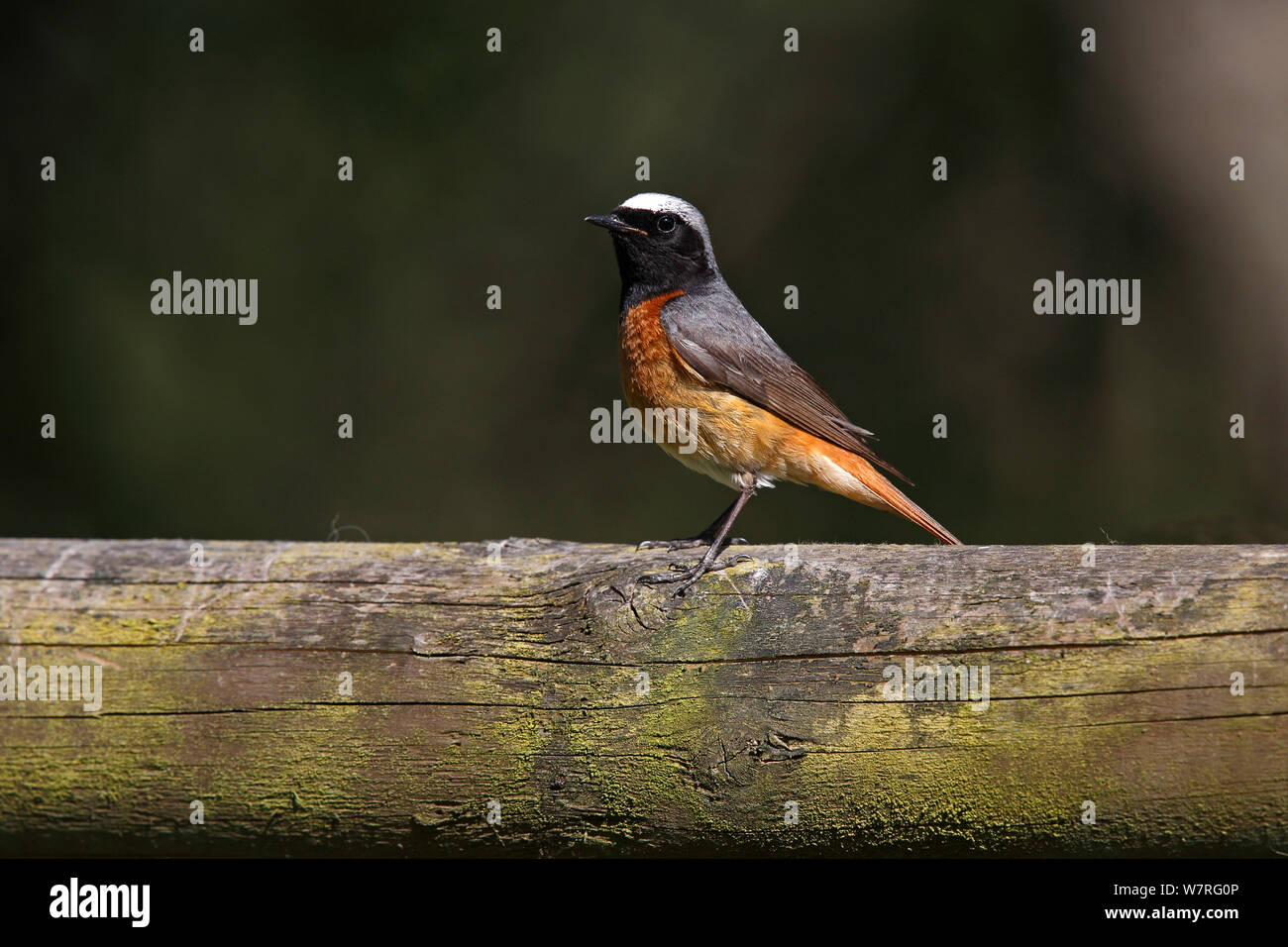 Common Redstart (Phoenicurus phoenicurus) male perched on fence in cottage garden, North Wales, UK, June. Stock Photo