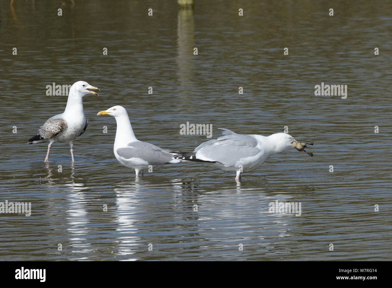 Adult Herring gull (Larus argentatus) swallowing a Mallard duckling (Anas platyrhynchos) as a juvenile Herring gull looks on and calls, Gloucesterhire, UK, April. Stock Photo