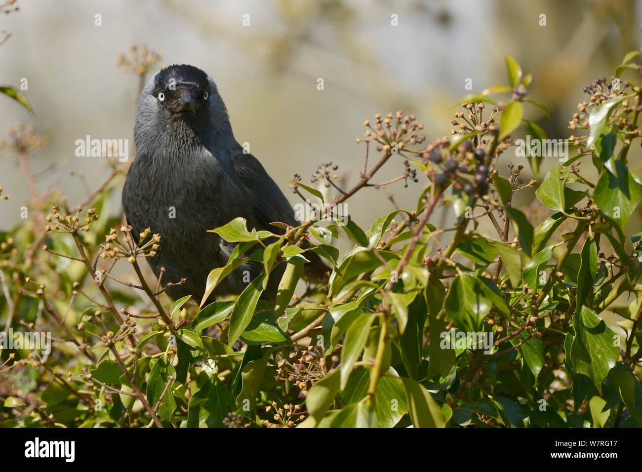 Head-on view of a Jackdaw (Corvus monedula) perched among Ivy (Hedera helix) leaves and berries, Gloucestershire, UK, May. Stock Photo