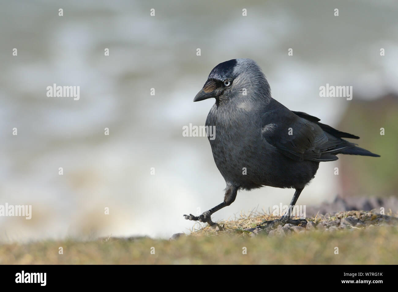 Jackdaw (Corvus monedula) foraging on grassy clifftop, with a rough sea in the background, Polzeath, Cornwall, UK, April. Stock Photo
