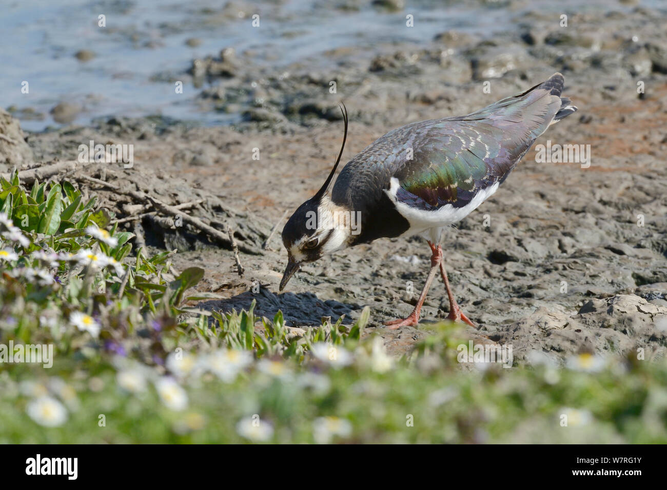 Lapwing (Vanellus vanellus) foraging on muddy, flower-fringed lake shore, Gloucestershire, UK, May. Stock Photo