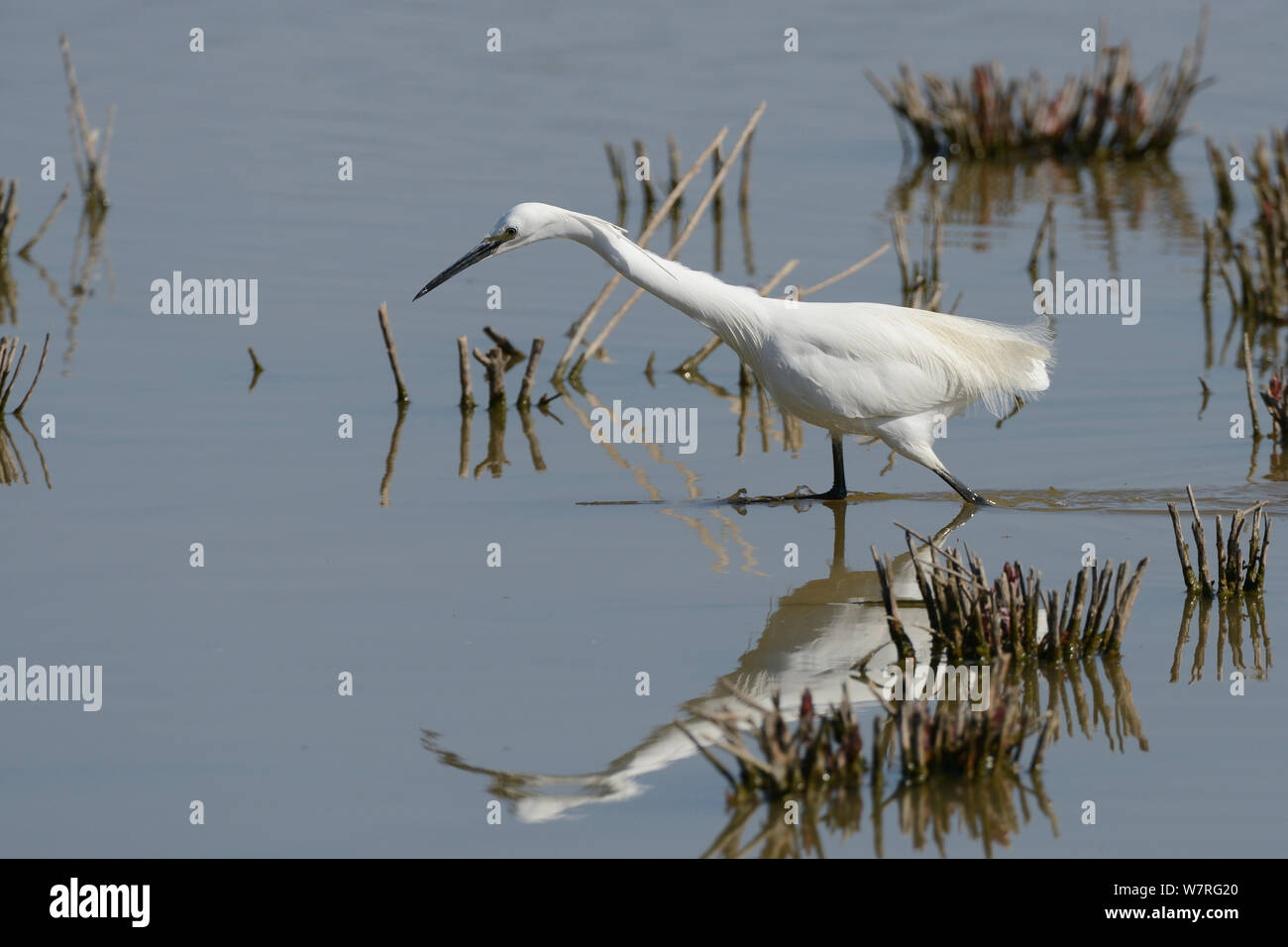Little egret (Egretta garzetta) stalking a fish with its neck at full stretch in a freshwater marsh, Gloucestershire, UK, May. Stock Photo
