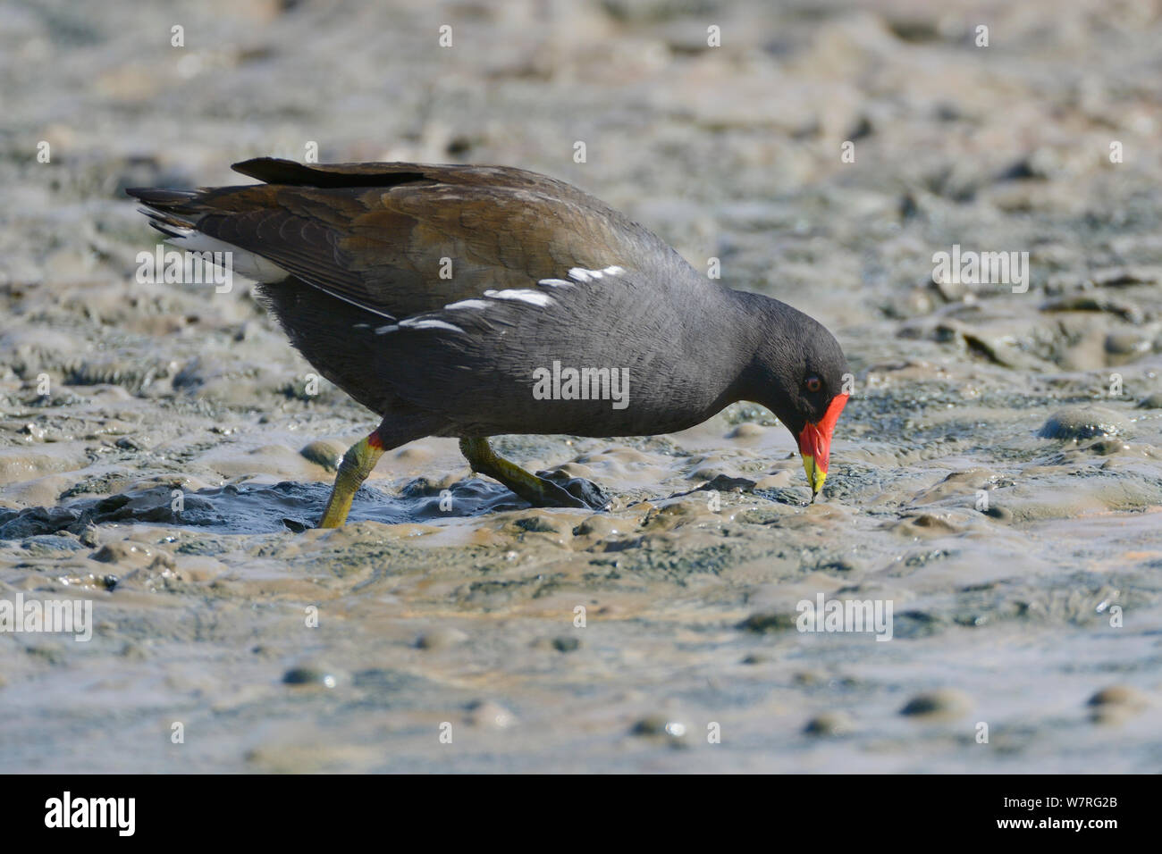 Moorhen (Gallinula chloropus) extracting a worm from the muddy margins of a lake, Gloucestershire, UK, May. Stock Photo