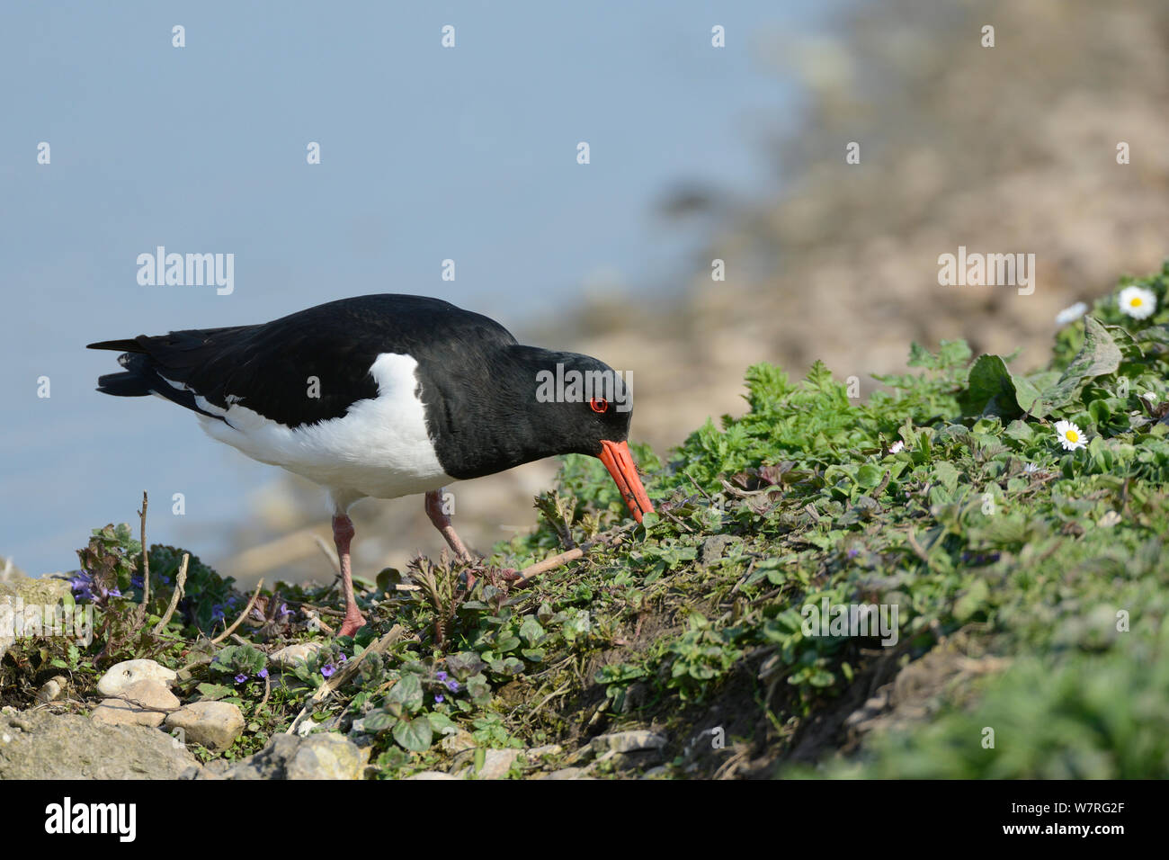 Oystercatcher (Haematopus ostralegus) probing for worms in a lakeshore earth bank, Gloucestershire, UK, May. Stock Photo