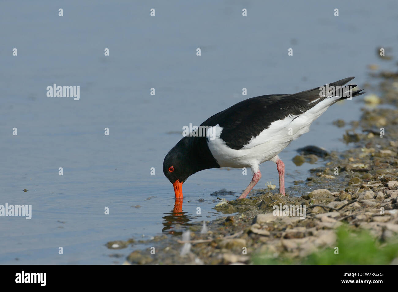 Oystercatcher (Haematopus ostralegus) foraging in shallow water at the margin of a lake, Gloucestershire, UK, May. Stock Photo