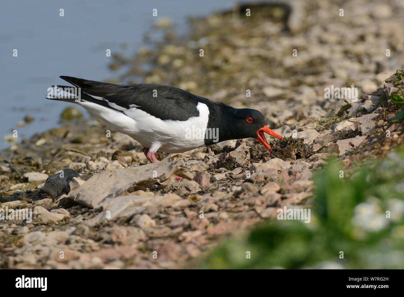 Oystercatcher (Haematopus ostralegus) probing with an open beak and moving pebbles and earth as it forages for worms on a lakeshore, Gloucestershire, UK, May. Stock Photo