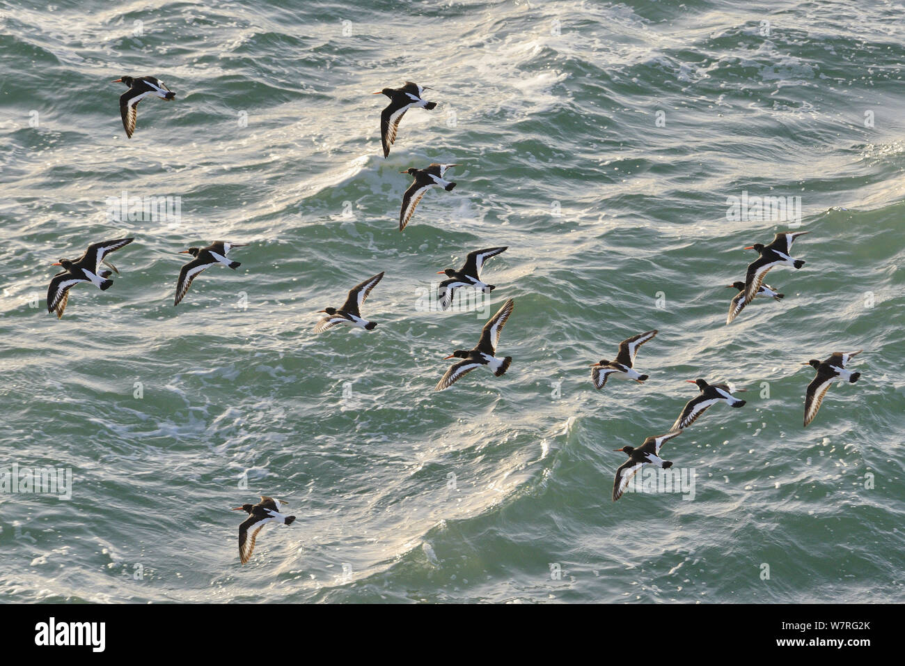 Oystercatcher flock (Haematopus ostralegus) in flight low over the sea in sunset light on their way to a high tide roost, Cornwall, UK, April. Stock Photo