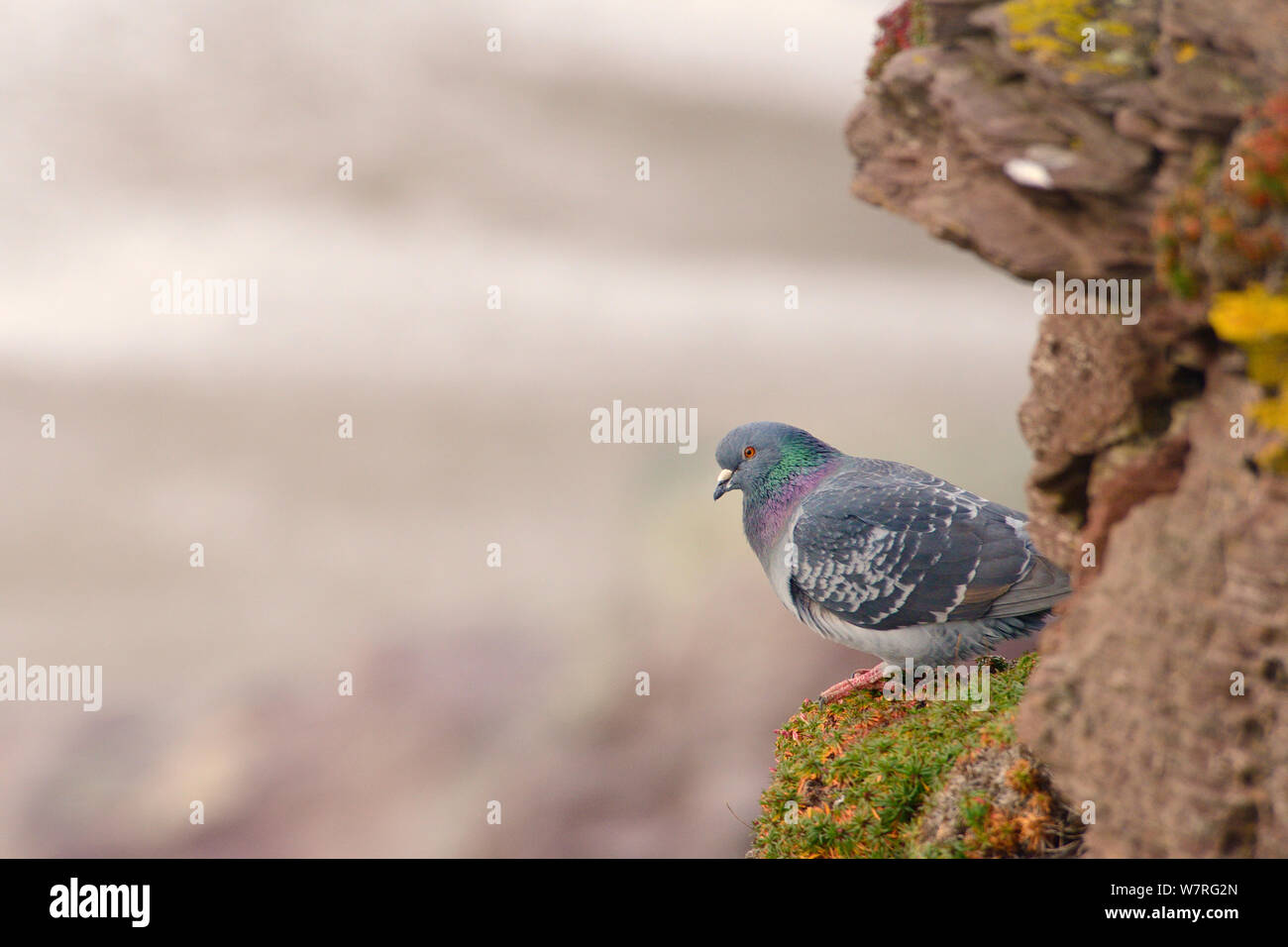Feral pigeon / Rock Dove (Columba livia) perched on a ledge on a coastal cliff, Cornwall, UK, April. Stock Photo
