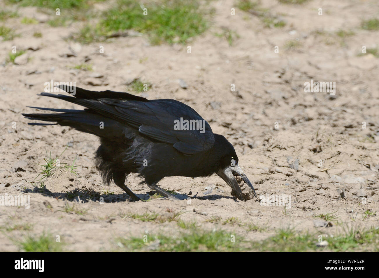 Rook (Corvus frugilegus) collecting earth in its beak for lining its nest, Gloucestershire, UK, May. Stock Photo
