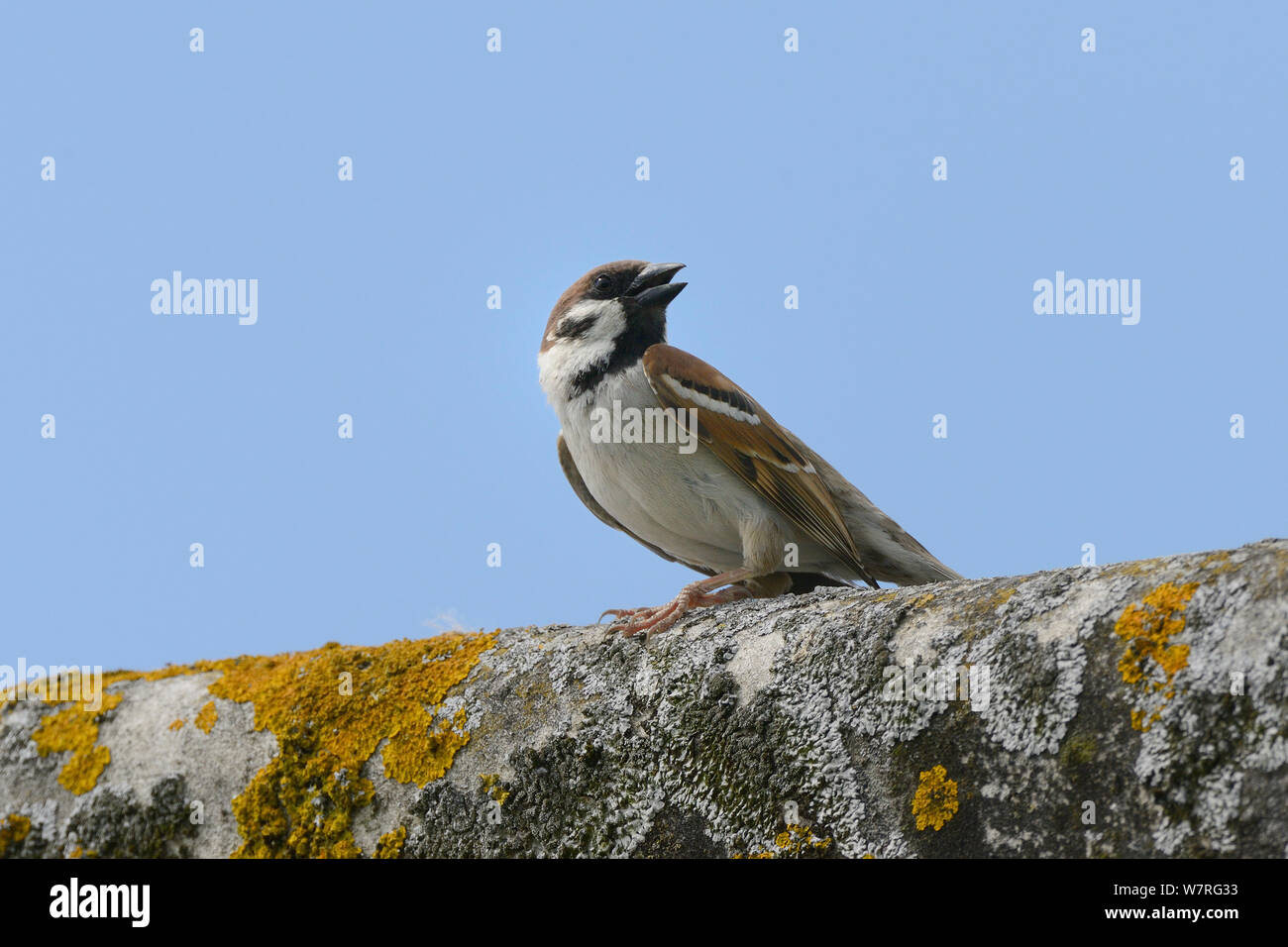 Tree sparrow (Passer montanus) calling from Lichen encrusted barn roof, Wiltshire farmland, UK, June. Stock Photo