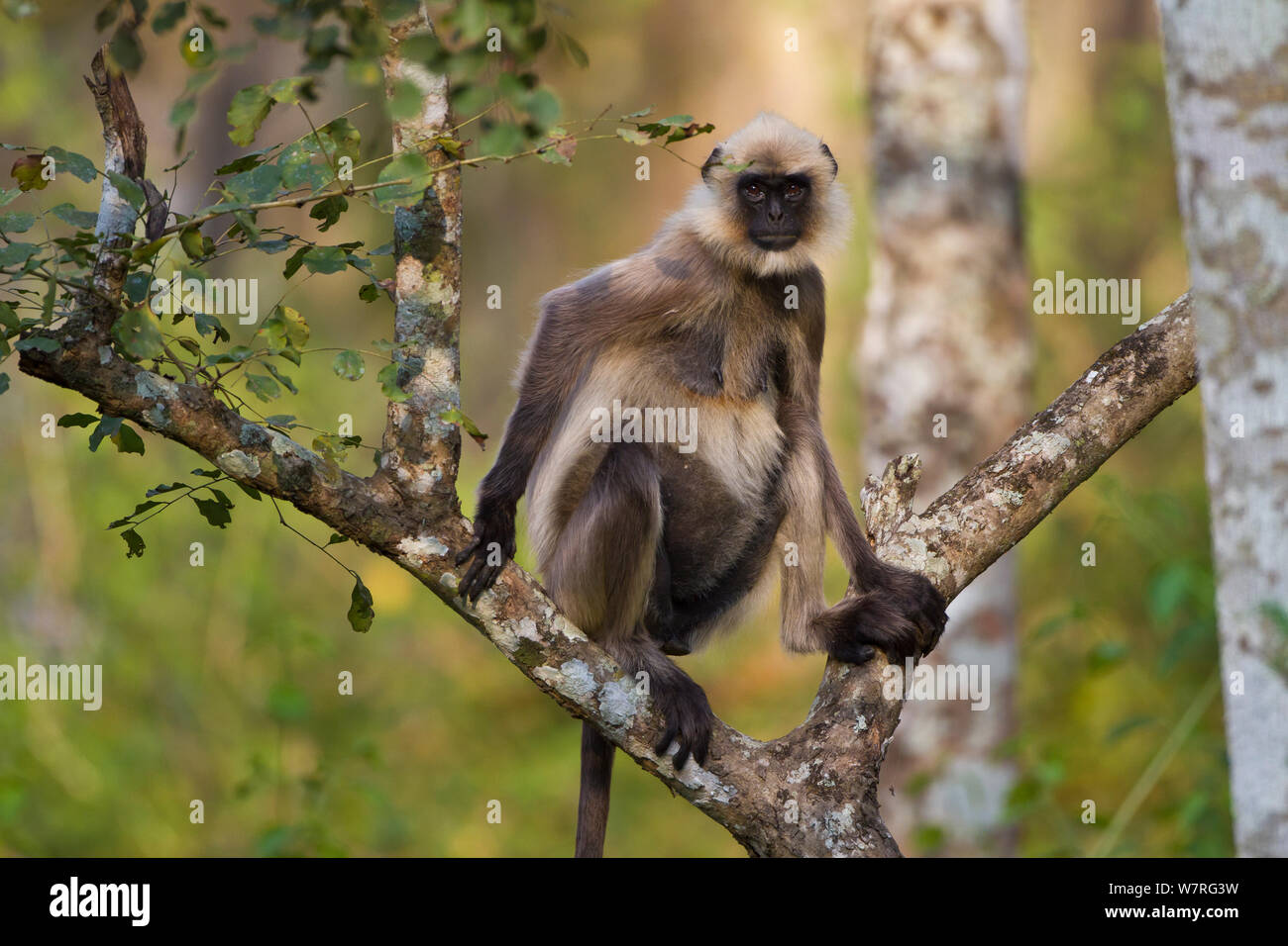Black footed grey langur (Semnopithecus hypoleucos) in tree, Nagarhole National Park - Karnataka, Western Ghats, India Stock Photo