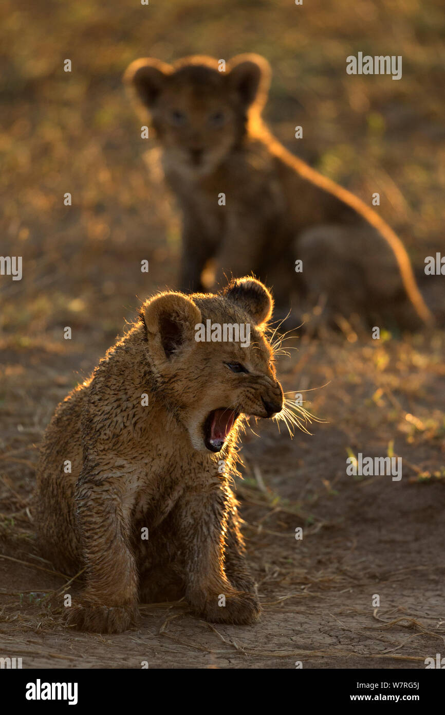 African lion panthera leo cubs hi-res stock photography and images - Alamy
