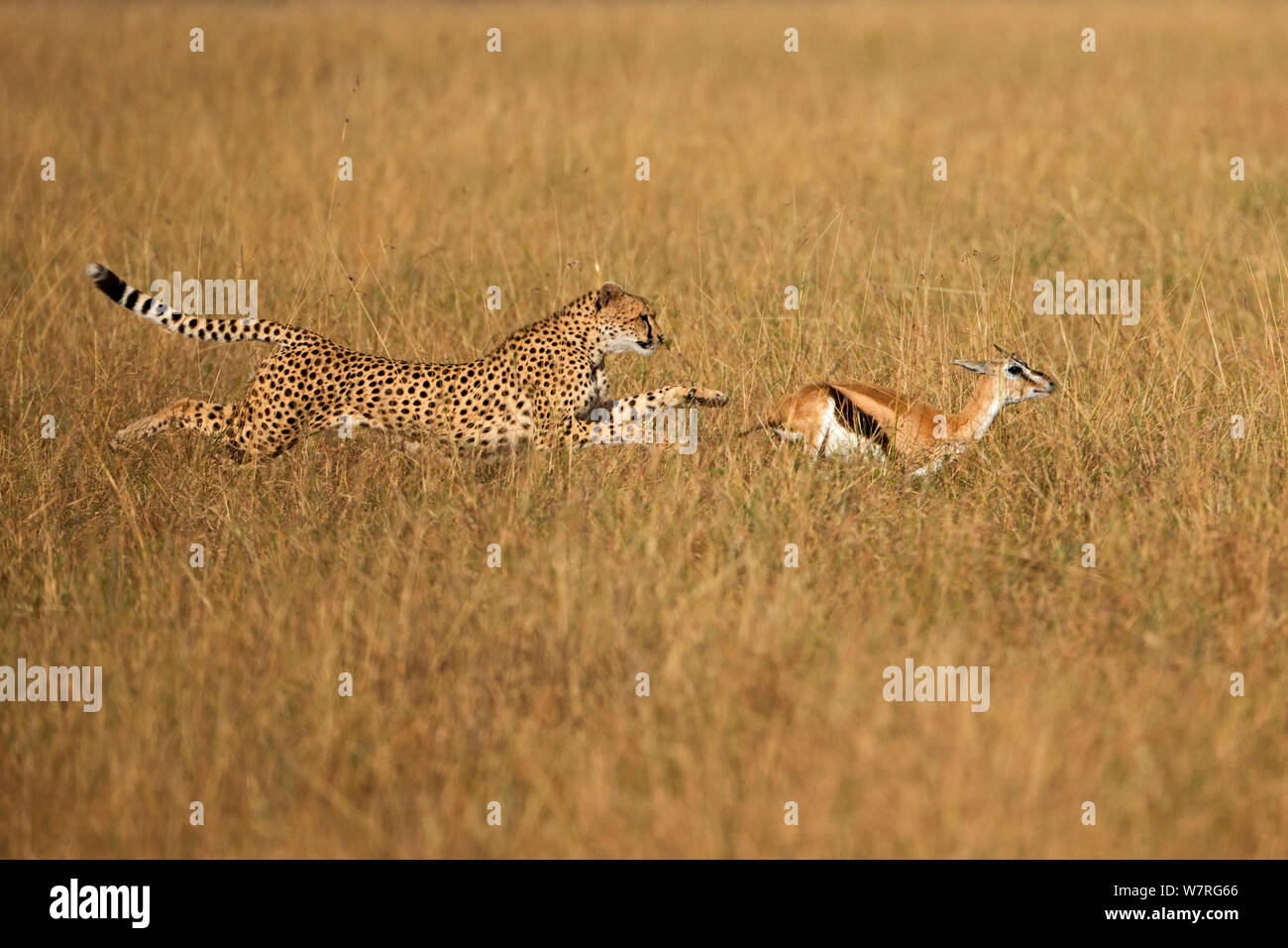 Cheetahs Hunting Gazelle Side View Green Screen Animation