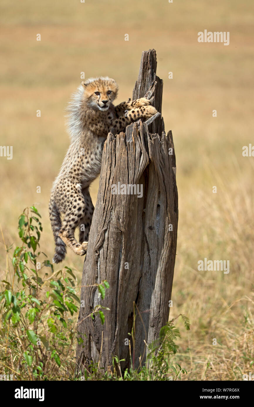 Cheetah (Acinonyx jubatus) cub climbing tree, Maasai Mara, Kenya