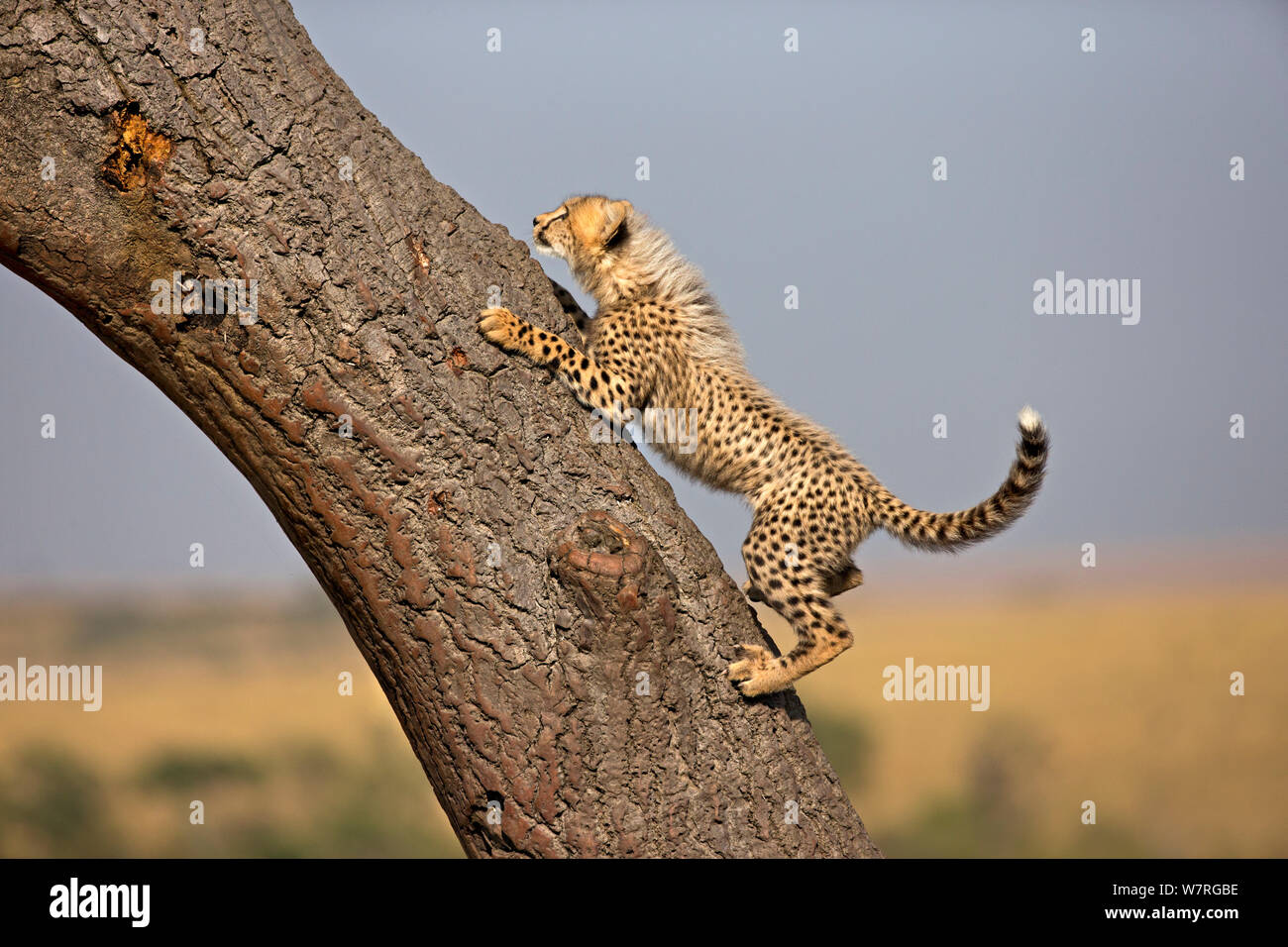 Cheetah (Acinonyx jubatus) cub climbing tree, Maasai Mara, Kenya