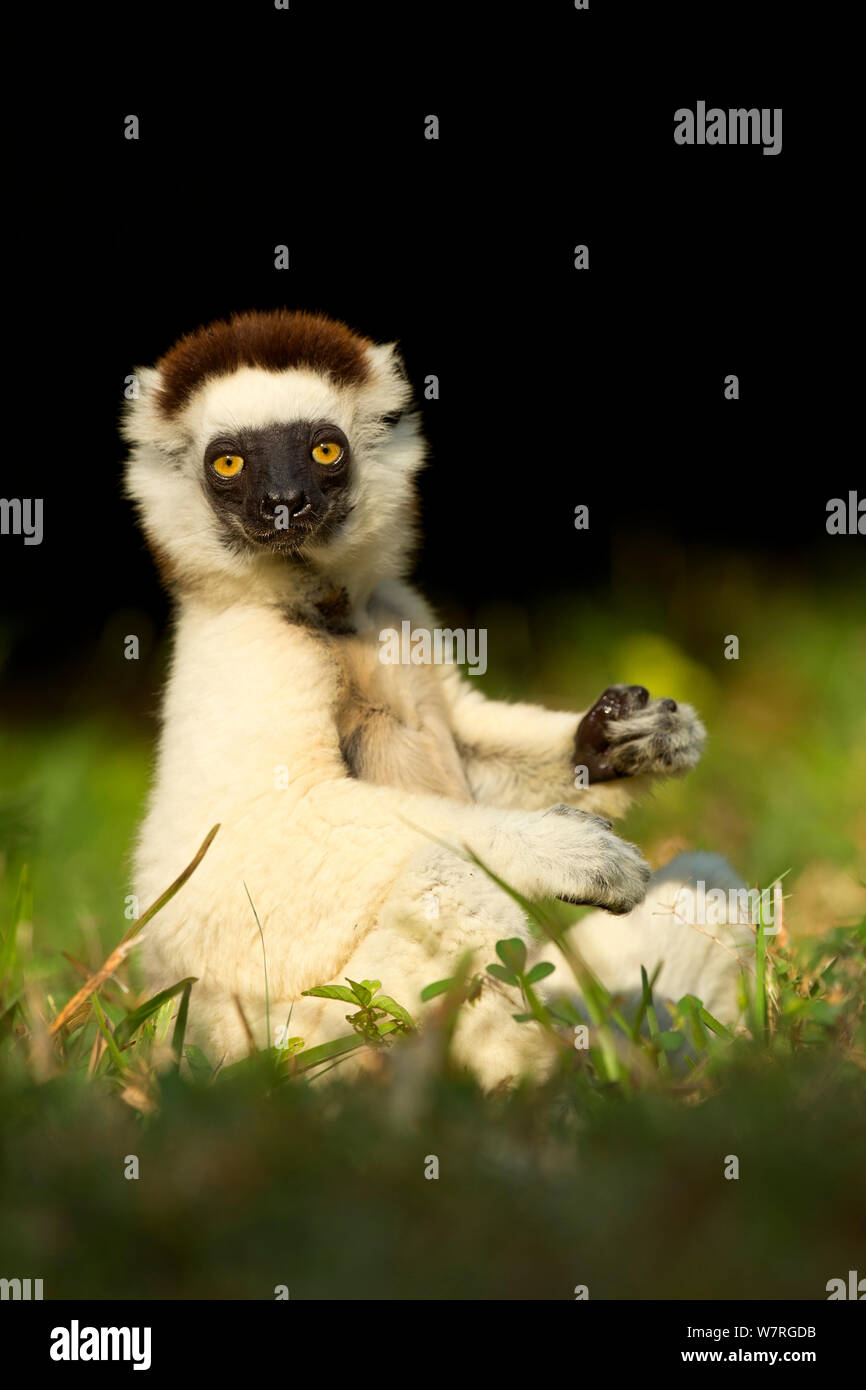 Verreaux Sifaka (Propithecus verreauxi) portrait, Madagascar Stock Photo