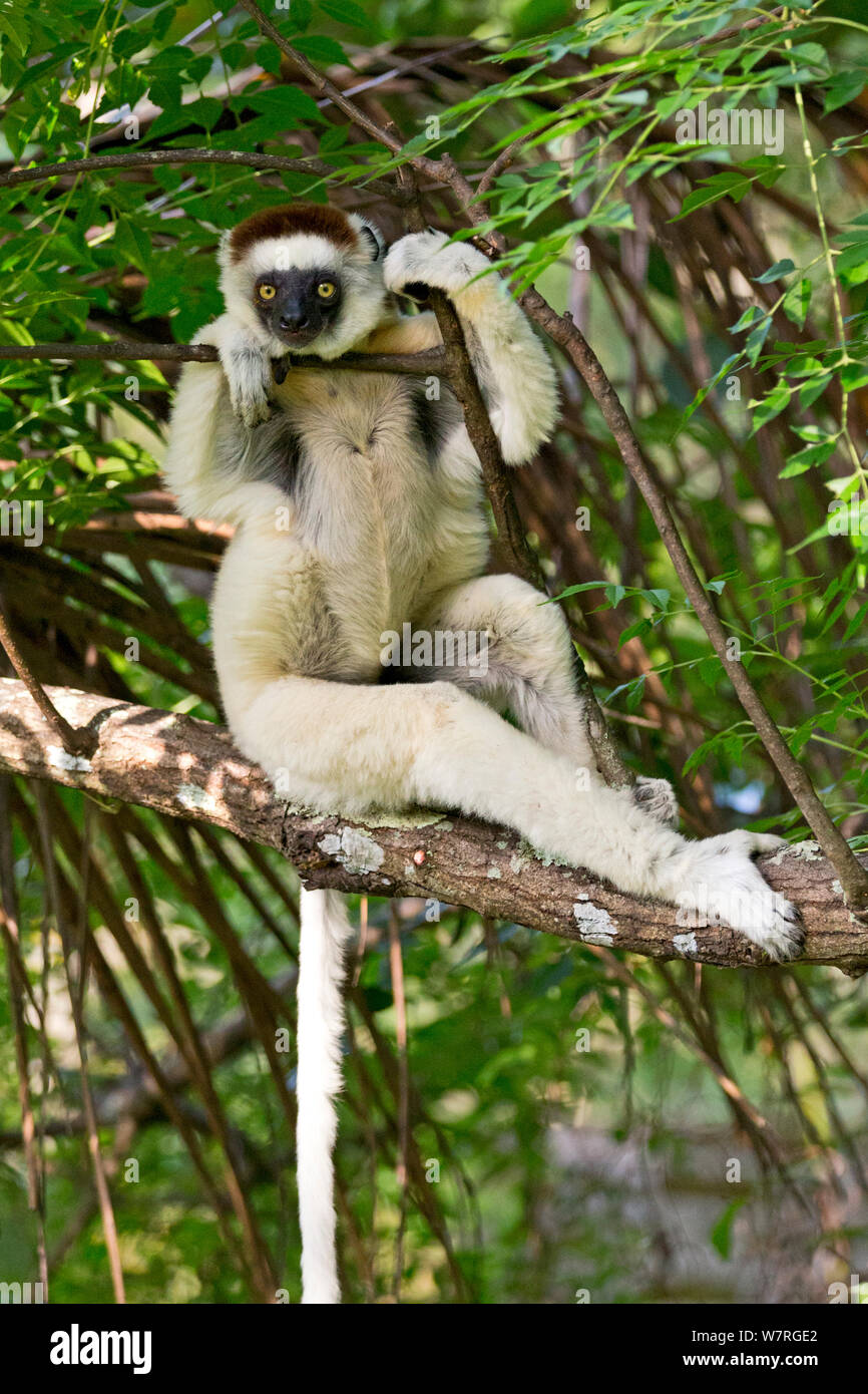Verreaux Sifaka (Propithecus verreauxi) in tree, Madagascar Stock Photo