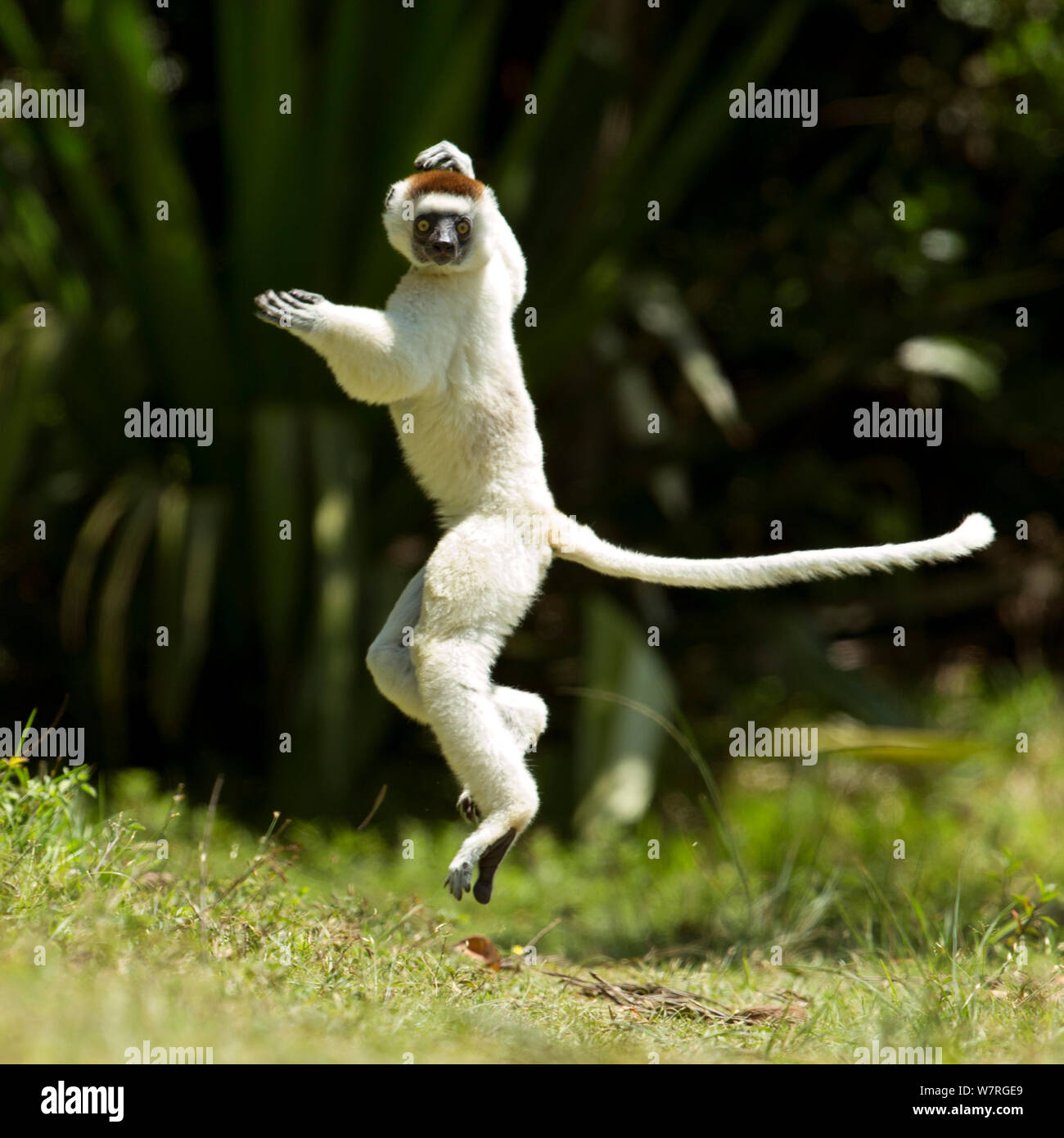 Verreaux Sifaka (Propithecus verreauxi) jumping ('dancing') across ground, Madagascar Stock Photo