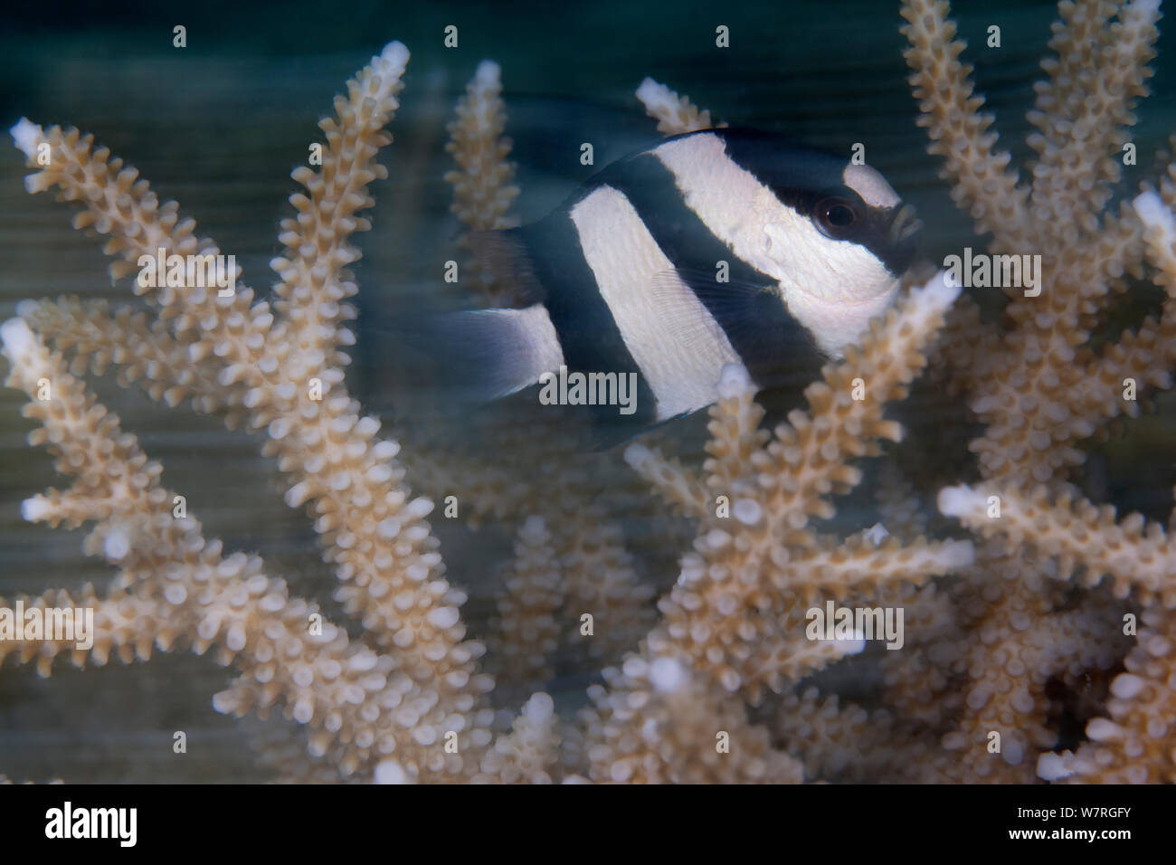 Humbug Dascyllus (Dascyllus aruanus) blurred motion shot, amongst corals. Bilang Bilangang East Island, Danajon Bank, Central Visayas, Philippines, April Stock Photo