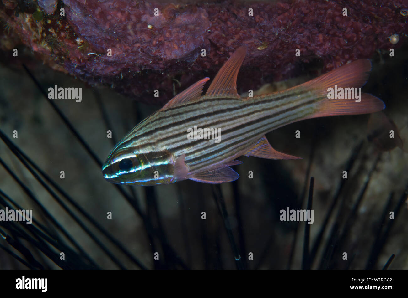 Manylined Cardinalfish (Apogon multilineatus), Pandanon Island, Danajon Bank, Central Visayas, Philippines, April Stock Photo