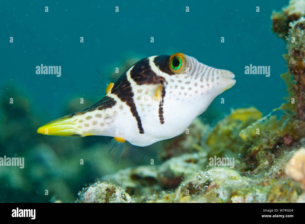 Black-saddled Toby (Canthigaster valentini), Pandanon Island, Danajon Bank, Central Visayas, Philippines, April Stock Photo