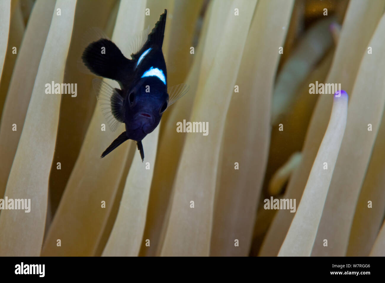 Three-spot Dascyllus Fish (Dascyllus trimaculatus), swimming near sea anemone. Pandanon Island, Danajon Bank, Central Visayas, Philippines, April Stock Photo