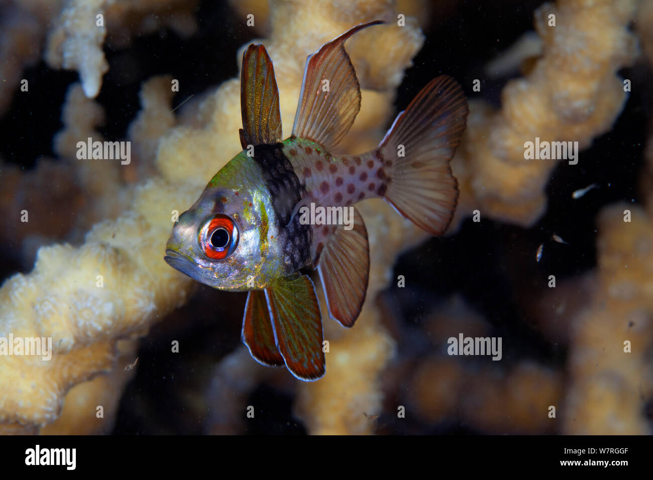 Pajama Cardinalfish (Sphaeramia nematoptera), Inanuran Island, Danajon Bank, Central Visayas, Philippines, April Stock Photo