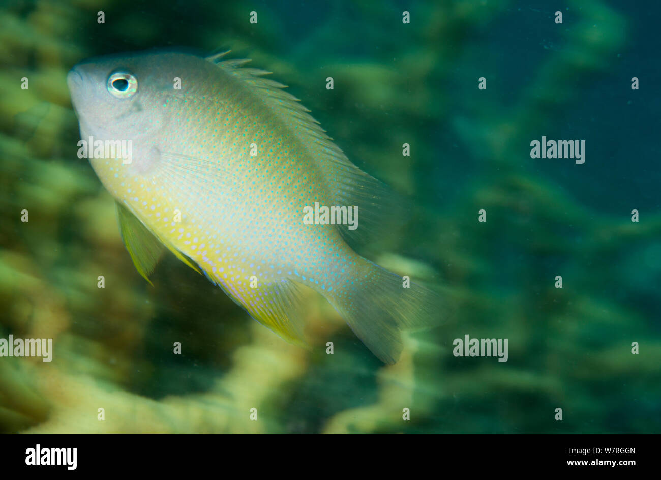 Bluespot Demoiselle Fish (Chrysiptera oxycephala), Inanuran Island, Danajon Bank, Central Visayas, Philippines, April Stock Photo