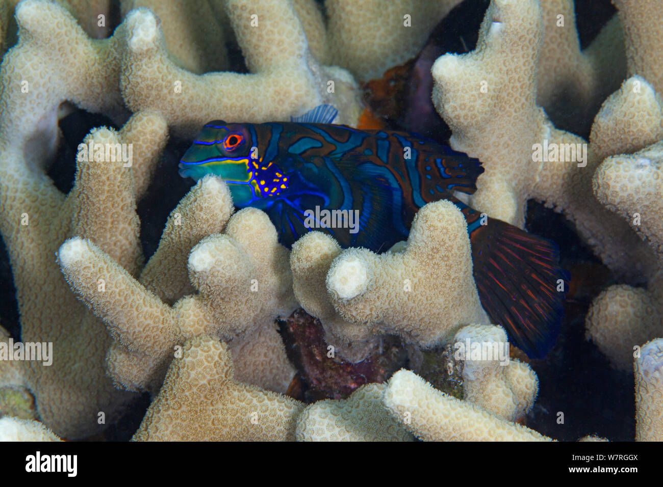 Mandarinfish (Synchiropus splendidus) among coral, Inanuran Island, Danajon Bank, Central Visayas, Philippines, April Stock Photo