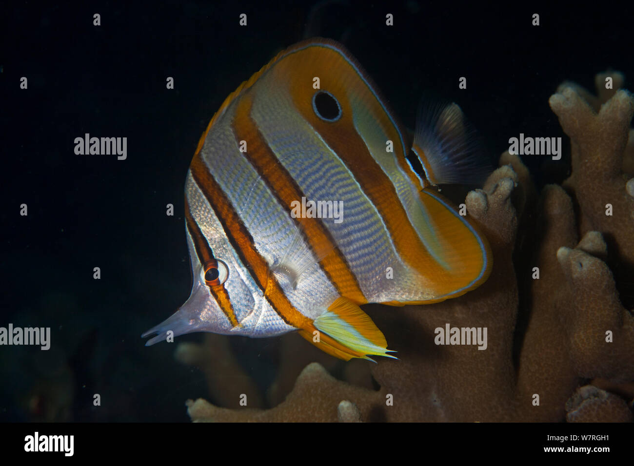 What is Difference between Indonesian And Phillipines Copperband Butterfly