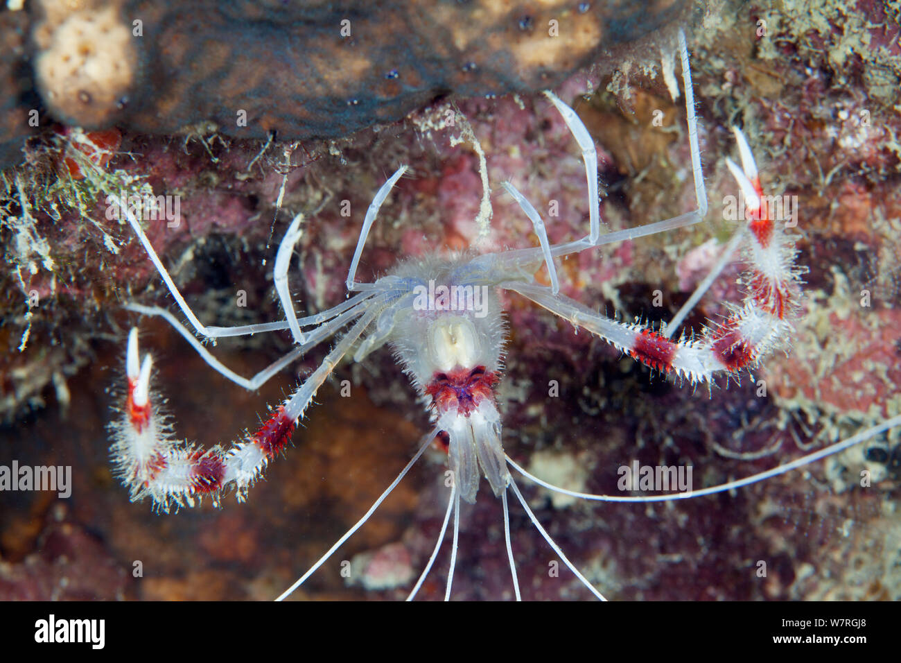 Banded Coral Shrimp (Stenopus hispidus), Batasan Island, Danajon Bank, Central Visayas, Philippines, April Stock Photo