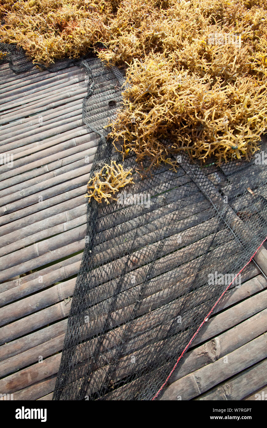 Cleaned seaweed on net, from seaweed farm, Guindacpan Island, Danajon Bank, Central Visayas, Philippines, April Stock Photo