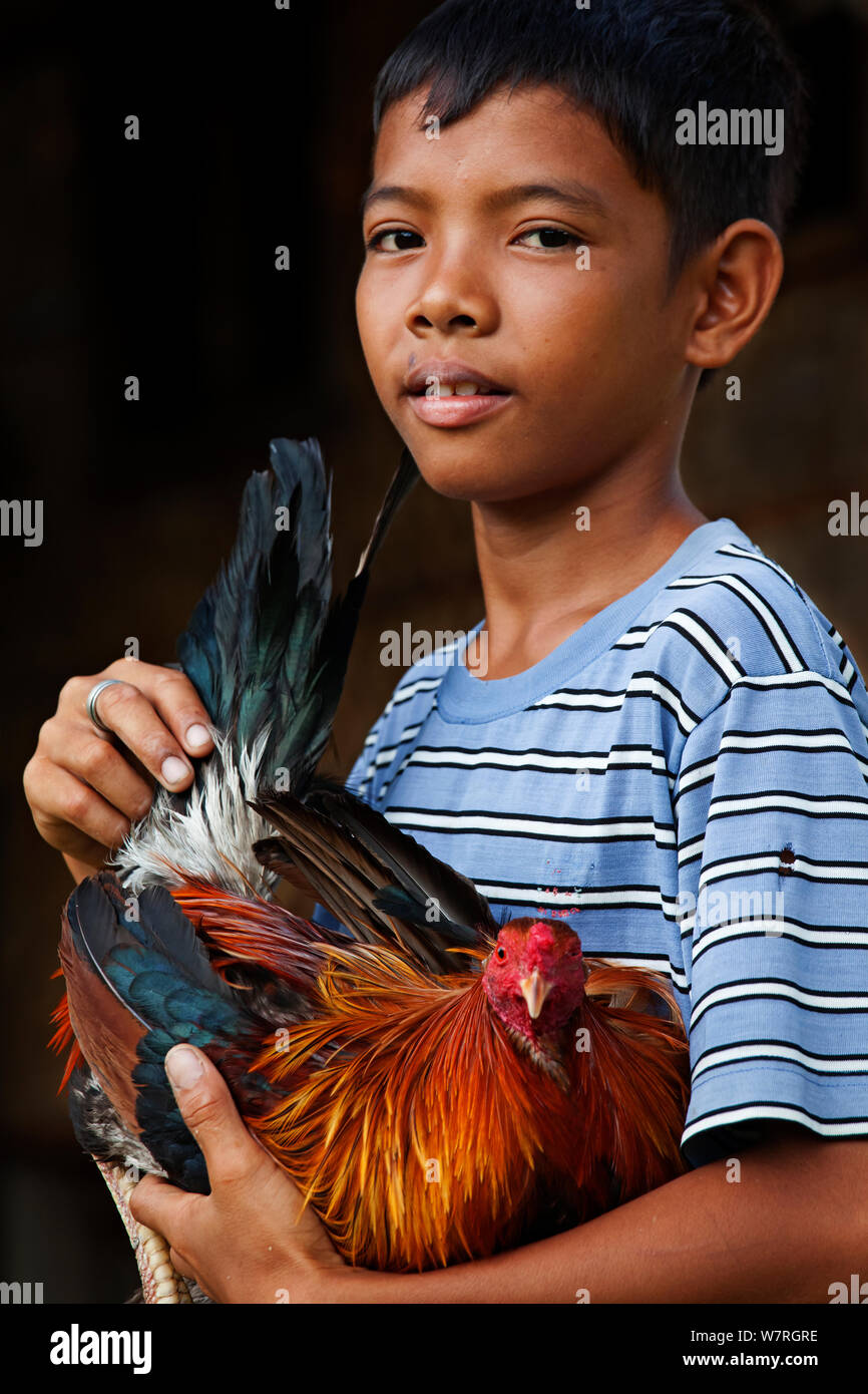 Boy with rooster pet, Jao Island, Danajon Bank, Central Visayas, Philippines, April Stock Photo