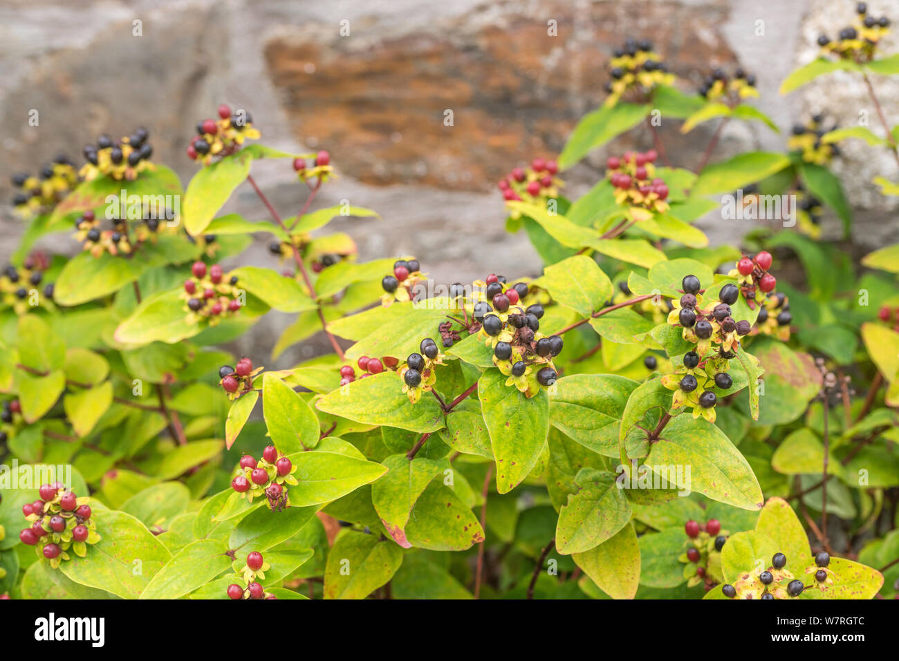 Leaves and black berries of Tutsan / Hypericum androsaemum. Tutsan was used as a medicinal herbal wound plant, and is related to St. John's Wort. Stock Photo