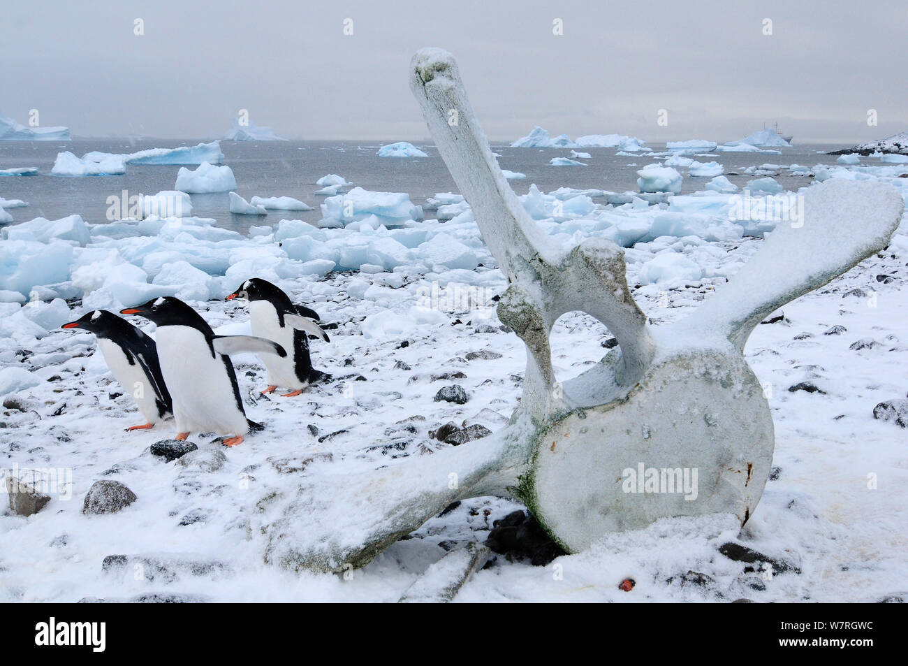 Gentoo penguins (Pygoscelis papua) walking past whale vertebra. Cuverville Island. Antarctic Peninsula, Antarctica. Stock Photo