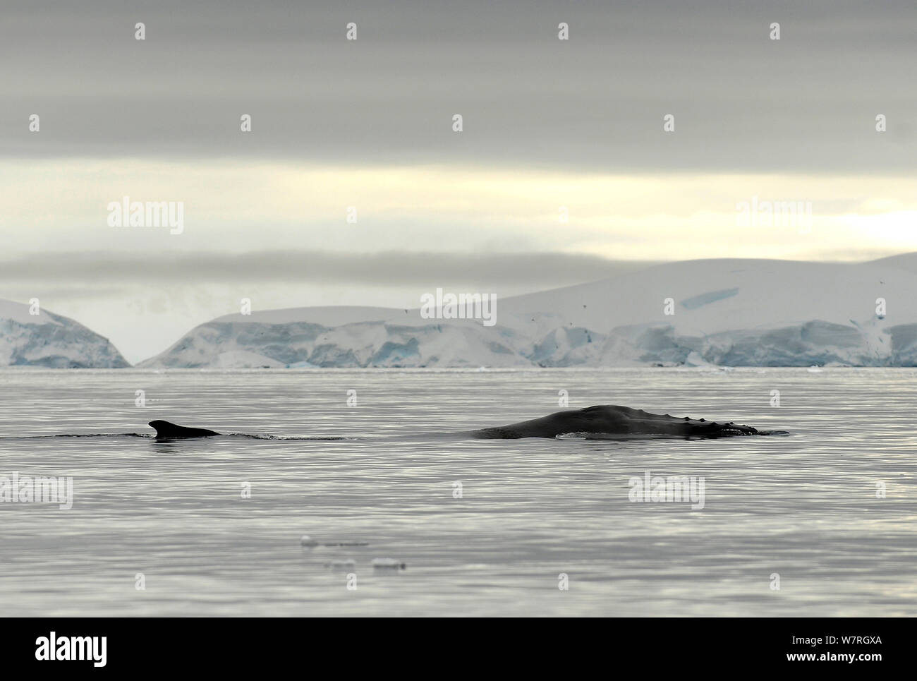 Humpback whale (Megaptera novaengliae) surfacing, Wilhelmina Bay, Gerlache Strait, Antarctic Peninsula, Antarctica Stock Photo