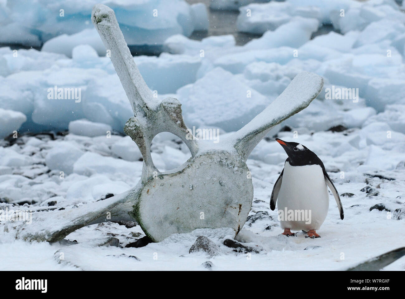 Gentoo penguins (Pygoscelis papua) and whale vertebra. Cuverville Island. Antarctic Peninsula, Antarctica Stock Photo