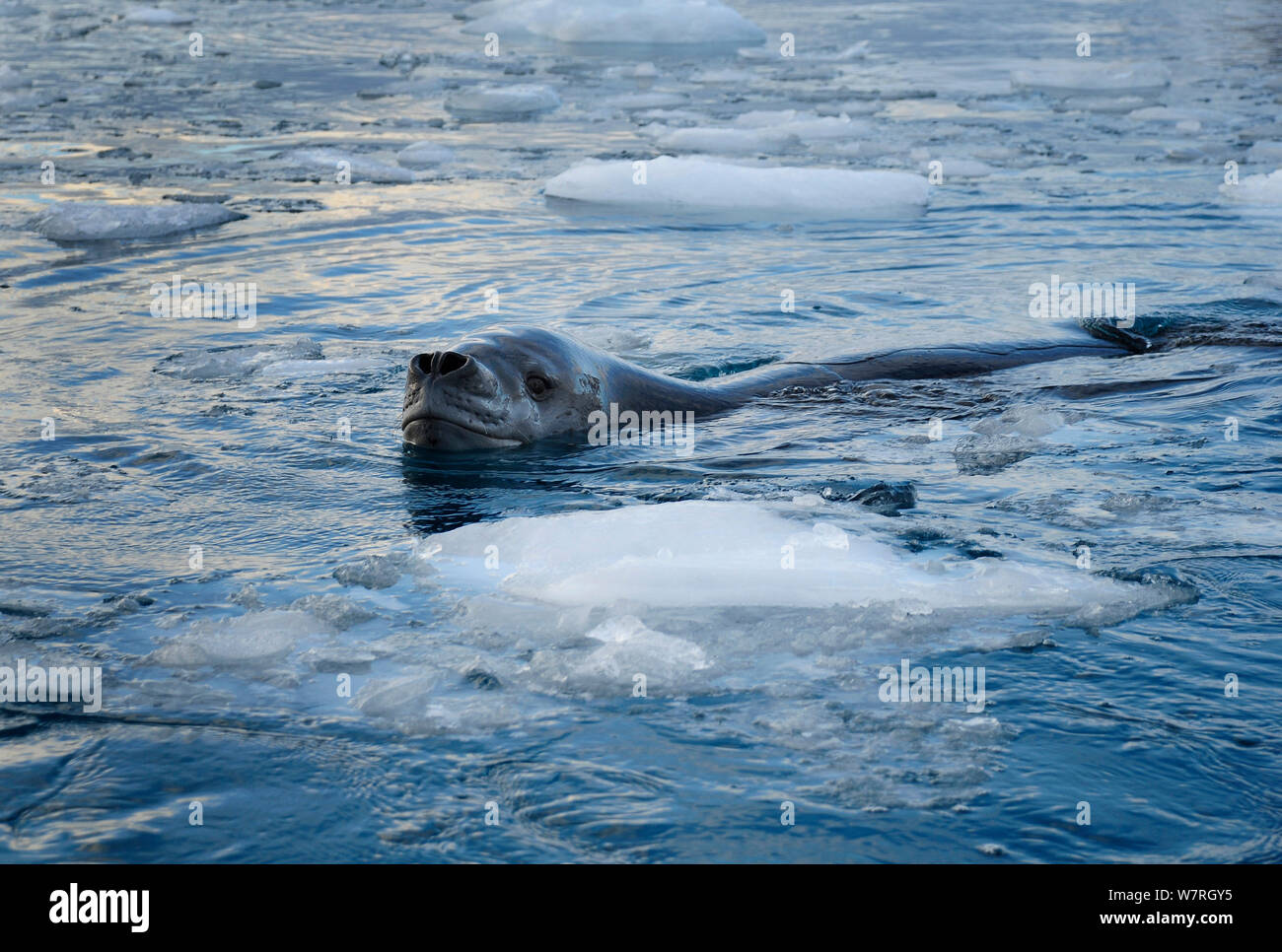 Leopard seal (Hydrurga leptonyx) swimming in icy water, Antarctic Peninsula, Antarctica. Stock Photo