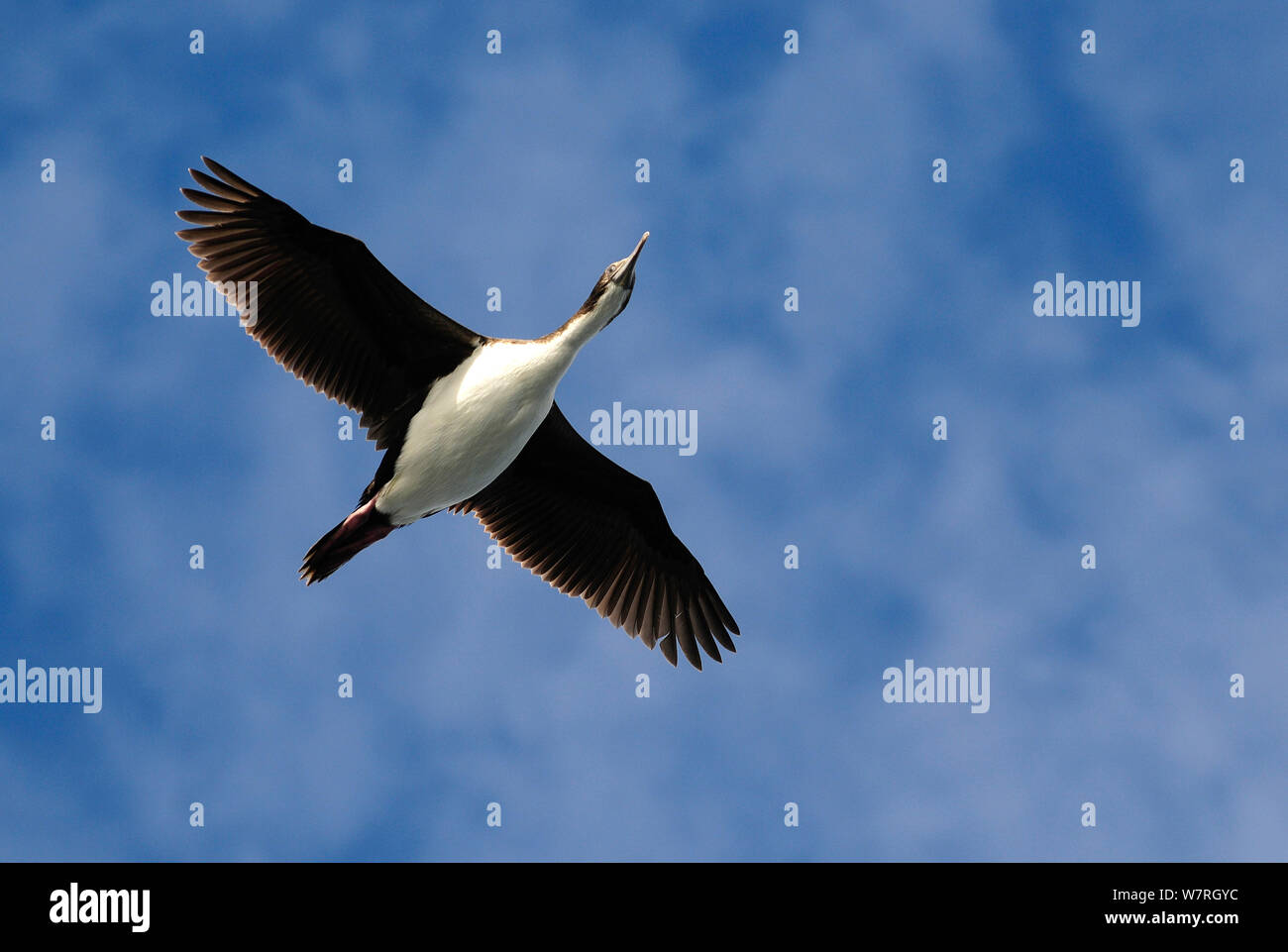Antarctic cormorant (Phalacrocorax bransfieldensis) flying over Drake